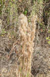 Bushy bluestem